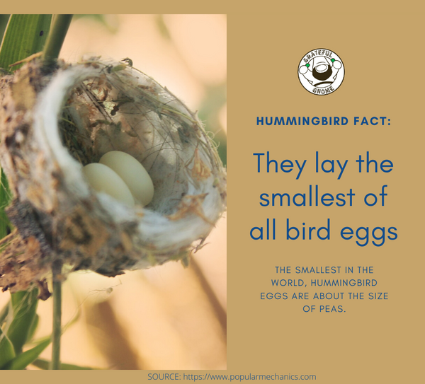 Hummingbird Fact 