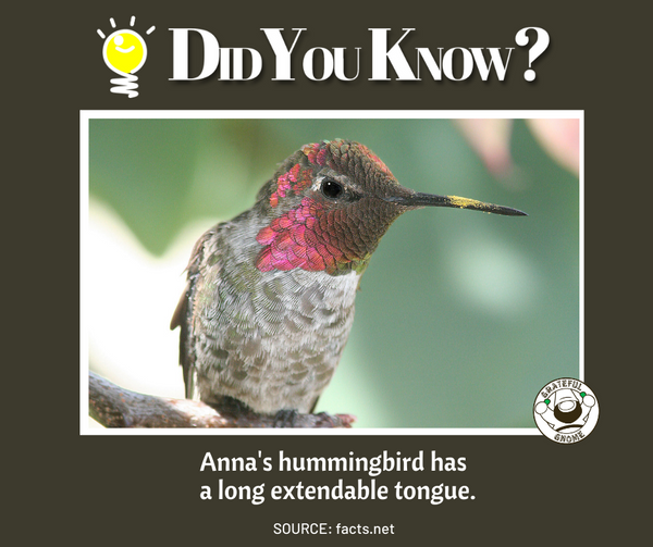 Hummingbird Fact