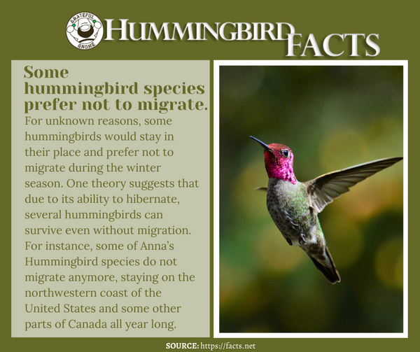 hummingbird facts