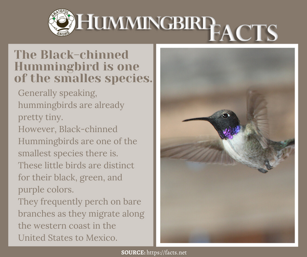 hummingbird facts