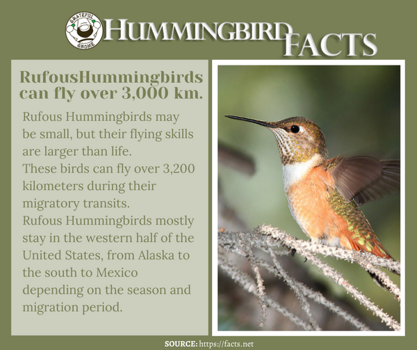 hummingbird facts