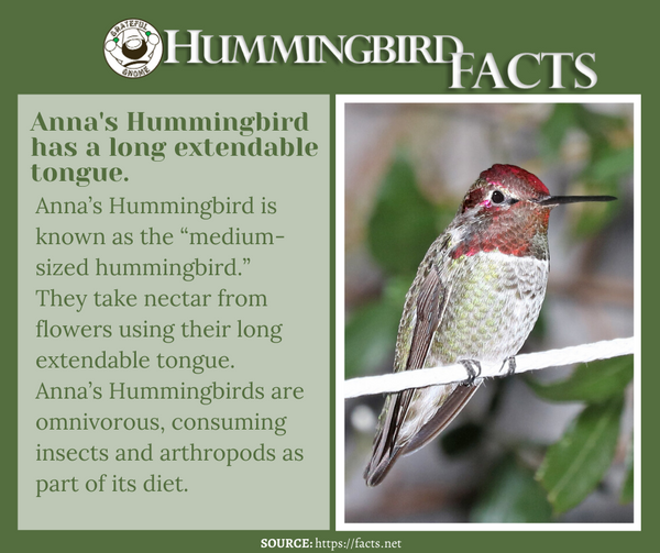 hummingbird facts