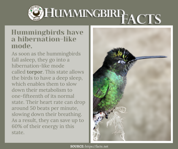 hummingbird facts