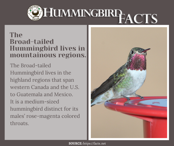 hummingbird facts