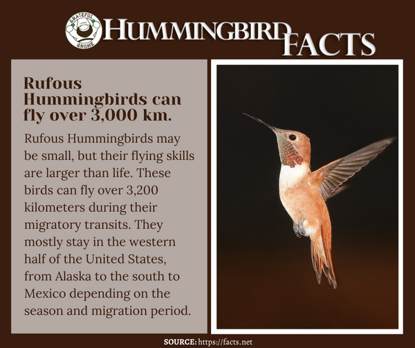 hummingbird facts