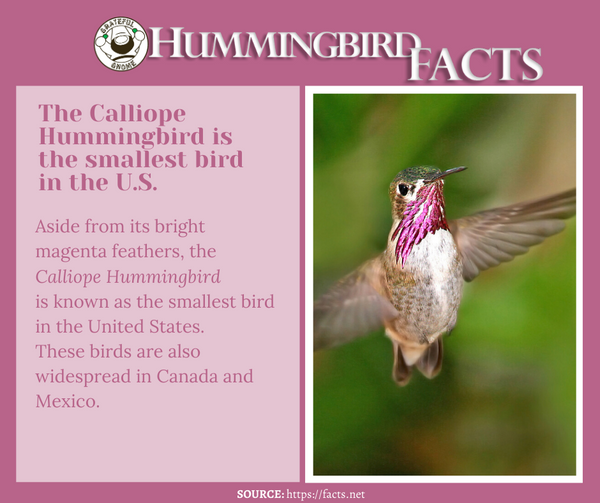 hummingbird fact