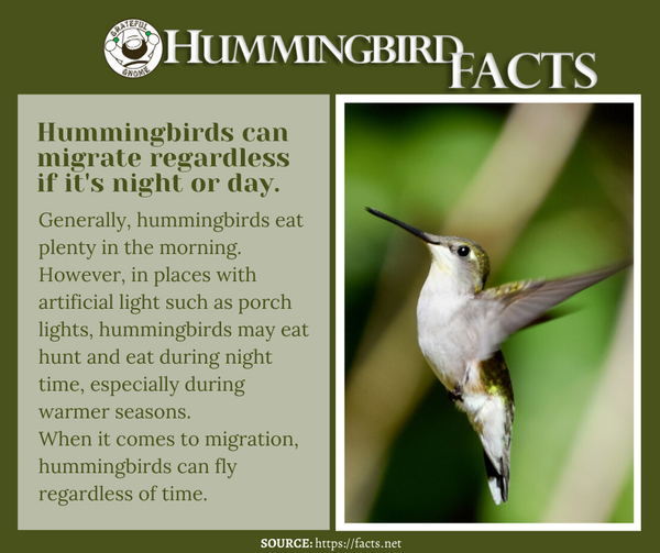 hummingbird facts