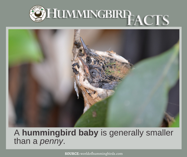 Hummingbird Facts