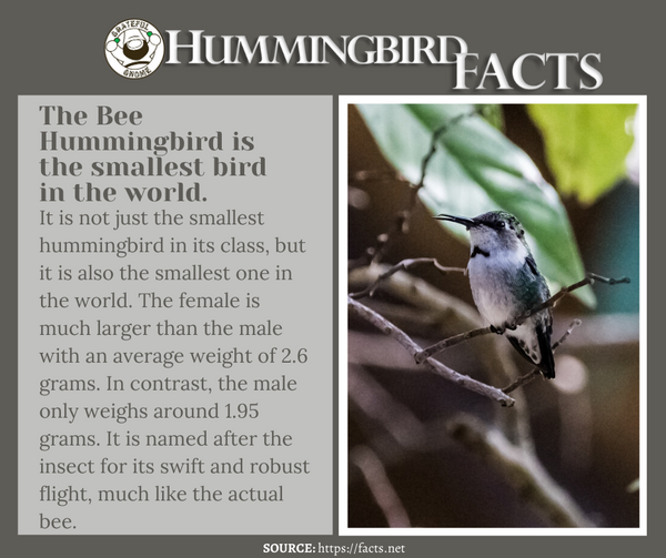 hummingbird facts