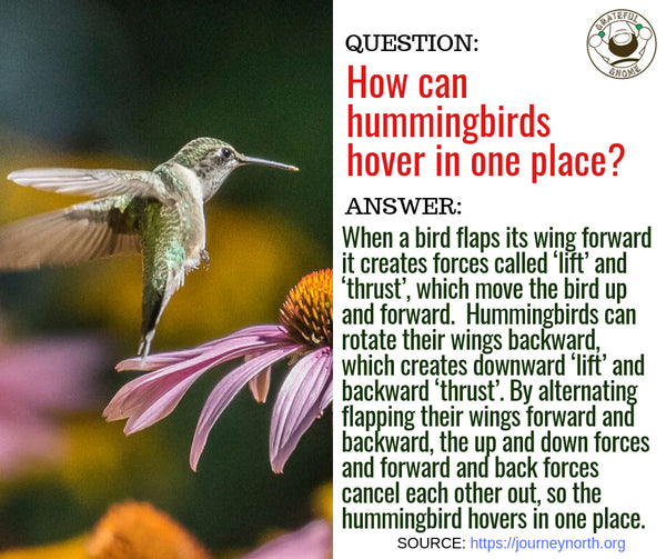 Hummingbird Fact Q&A 