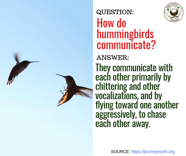 hummingbird characteristics Q&A