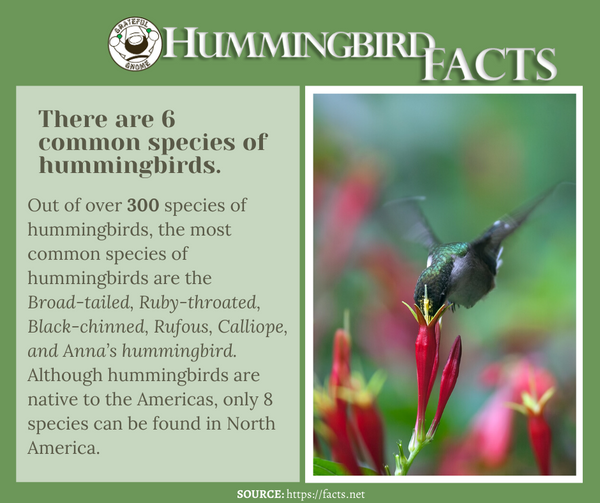 Hummingbird Facts