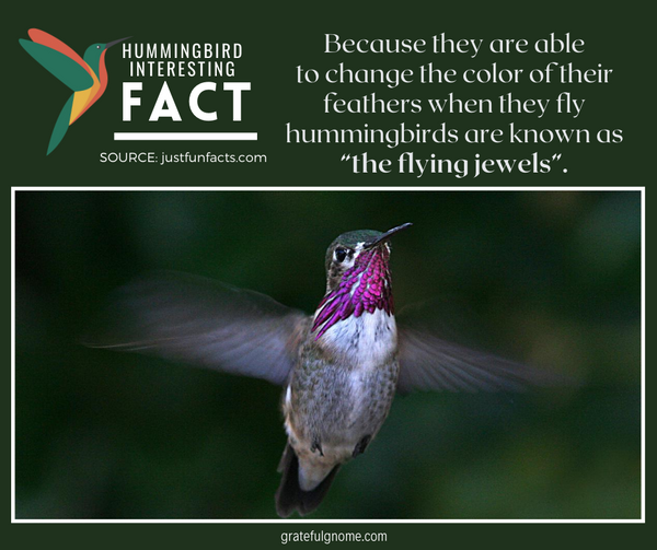 Hummingbird Interesting Fact 