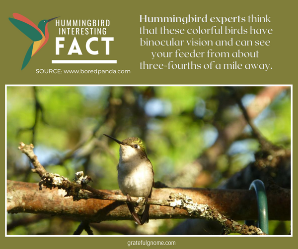 Hummingbird Interesting Fact