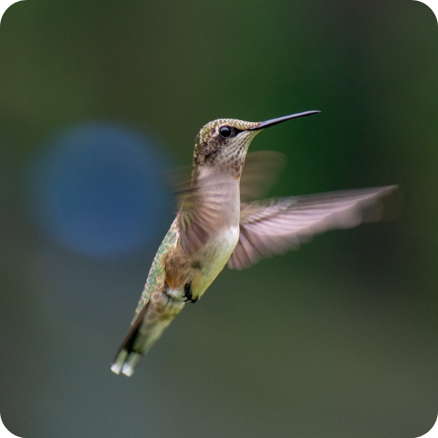 Hummingbird Migration: When Do These Birds Travel?