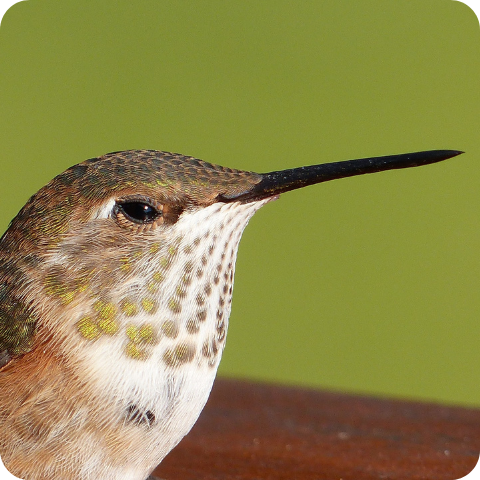 Hummingbird Myths Debunked/Busted