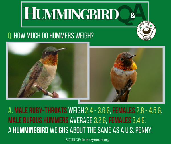 hummingbird q&a