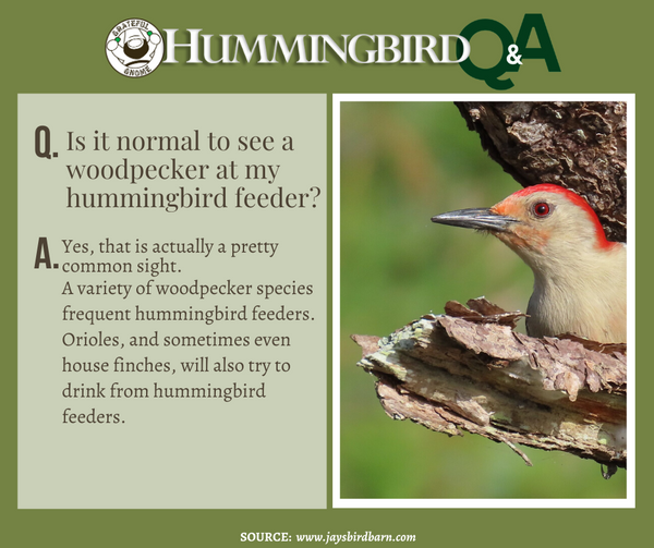 Hummingbird Q&A