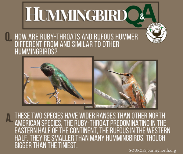 hummingbird q&a