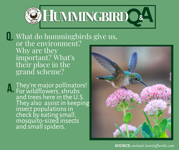 hummingbird q&a