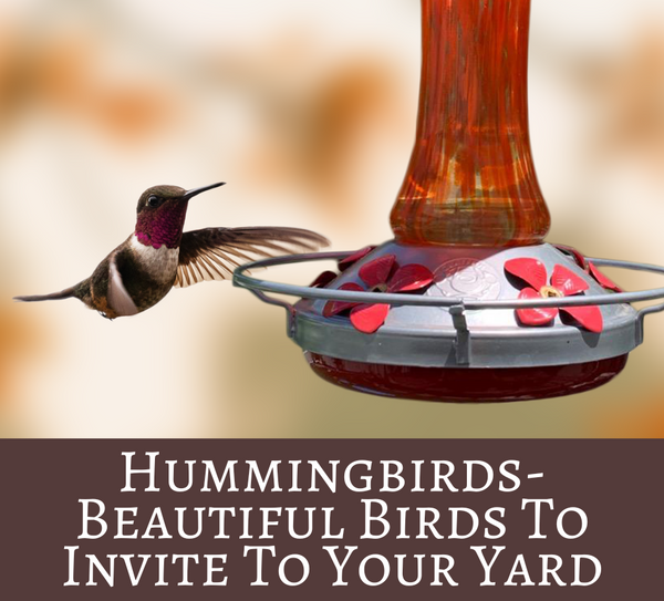 Hummingbirds - Beautiful Birds To Invite To Your Yard