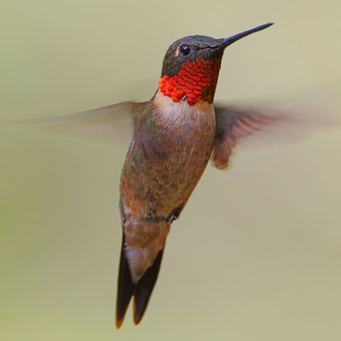 Hummingbirds Can Fly Backward and Upside Down