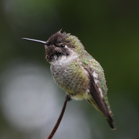 Hummingbirds Can See Colors That Humans Can't