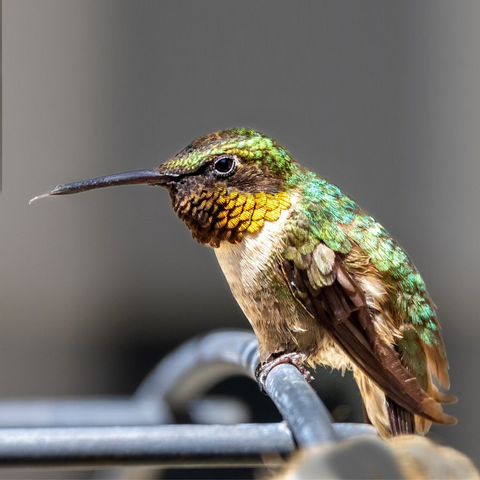 Hummingbirds Can't Walk, But They Do Have Feet