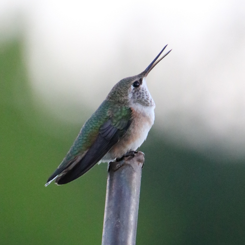Hummingbirds Have the Largest Brain in Proportion to Their Body