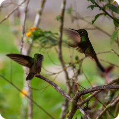 Hummingbirds Mate For Life 