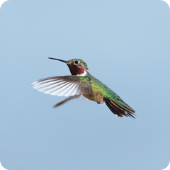 Hummingbirds Need To Migrate For Survival
