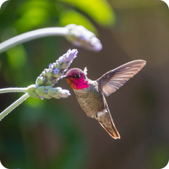 Hummingbirds Only Drink Nectar, And They Don’t Eat Insects 