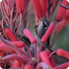 Hummingbirds Only Like Feeding On Red Flowers 