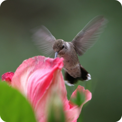 Hummingbirds Use Their Beaks As A Straw To Drink Nectar 