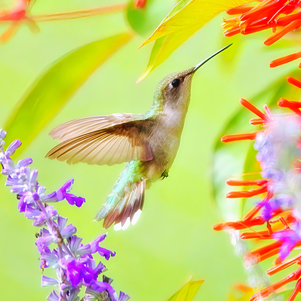 Hummingbirds: Nature's Aerial Acrobats and Masterful Architects