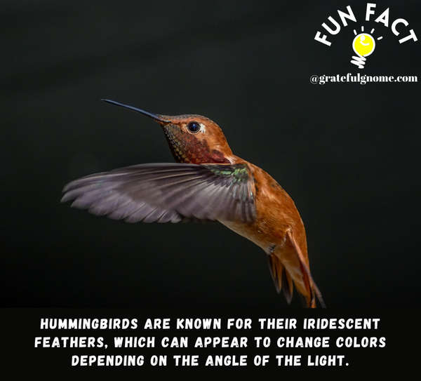 Fun Fact About Hummingbirds