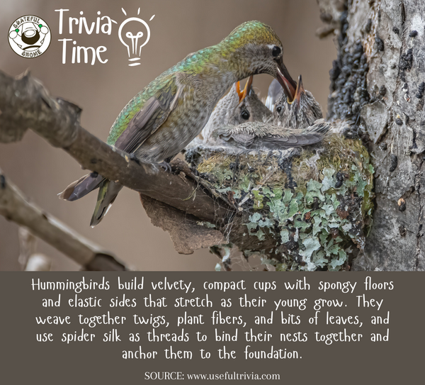 Hummingbird Trivia