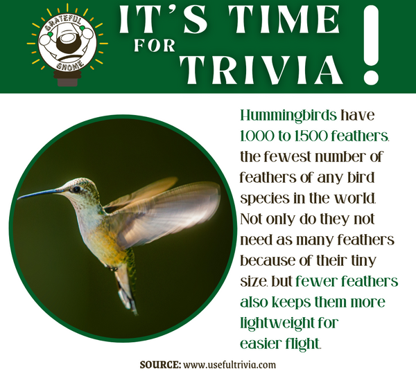 Hummingbird Trivia