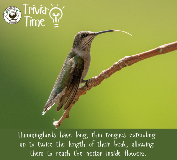 Hummingbird Trivia