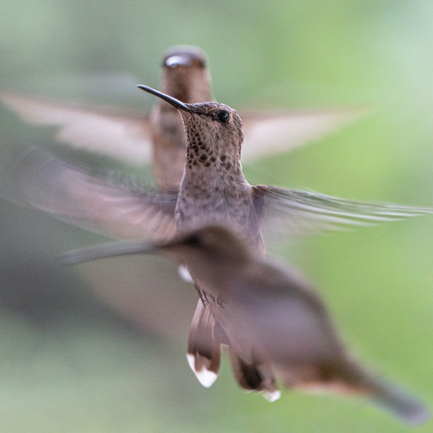 Hummingbirds have the fastest metabolism