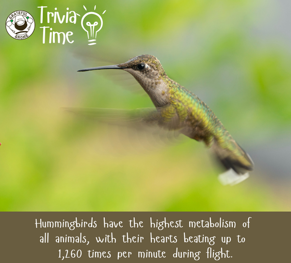 Hummingbird Trivia