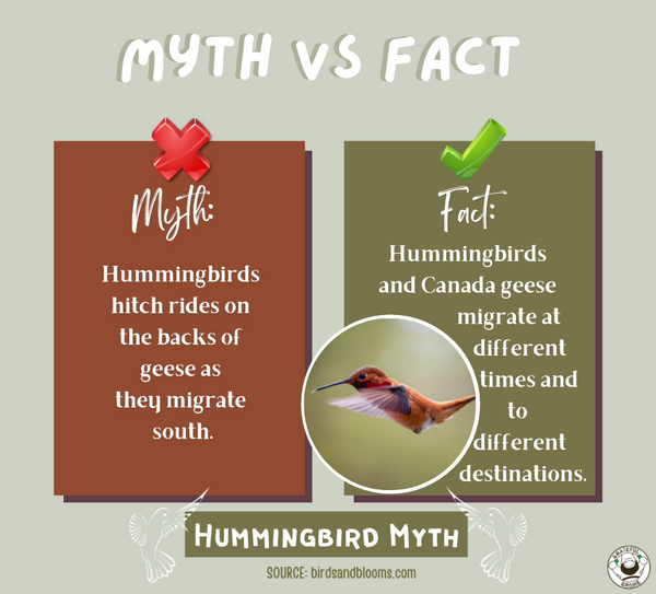 myth-vs-fact-hummingbird-myths