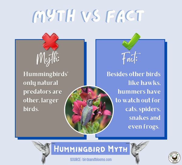 myth-vs-fact