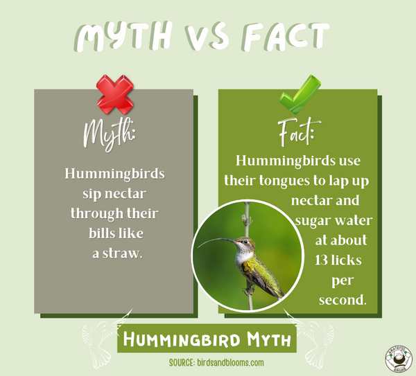 myth-vs-fact