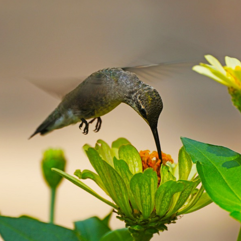 Discovering the Fascinating World of Hummingbirds