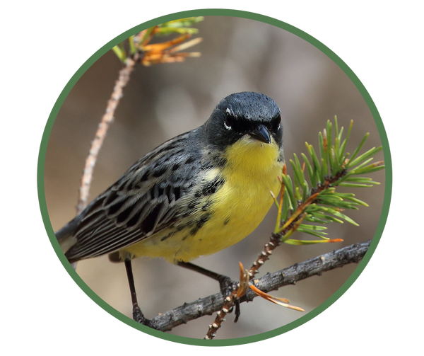 Kirtland's Warbler