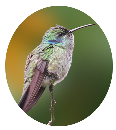 Lesser Violetear