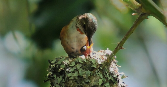 Life Cycle of a Hummingbird