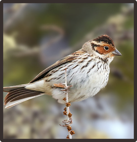 Little Bunting  