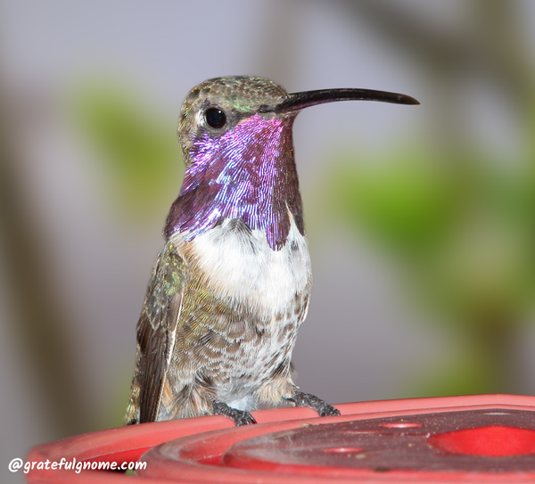 Lucifer Hummingbird 